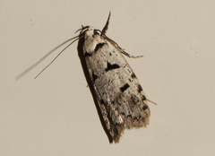 Scatochresis episema