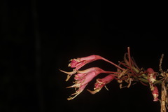 Bauhinia jenningsii