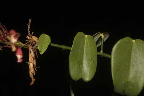 Image of Bauhinia jenningsii by (c) Juan Cruzado Cortés, some rights reserved (CC BY-SA)