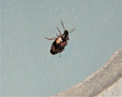 Lebia fuscata