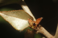 Elaeagnaceae
