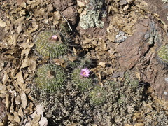 Echinofossulocactus ochoterenaus