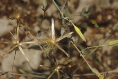 Porophyllum punctatum