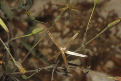 Porophyllum punctatum