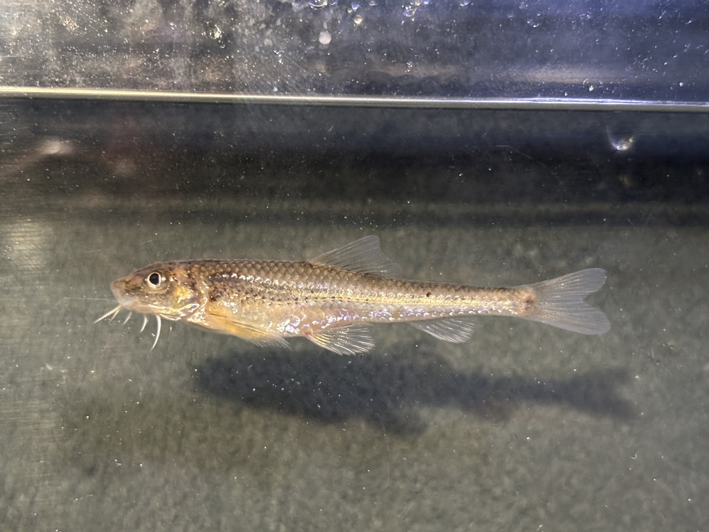 Eightbarbel gudgeon (Gobiobotia pappenheimi) — Cyprinidae