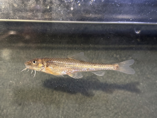 Eightbarbel gudgeon (Gobiobotia pappenheimi) — Cyprinidae