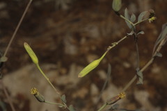 Porophyllum punctatum