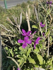 Matthiola incana