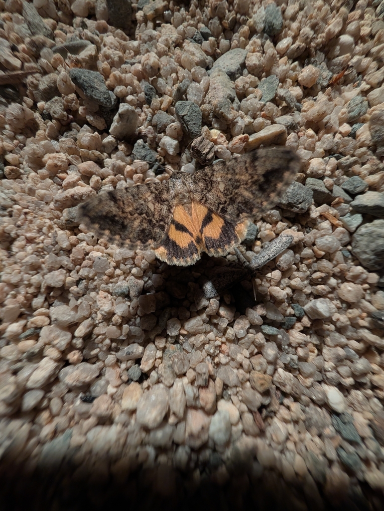 Underwing Moths from Twentynine Palms, CA 92277, USA on May 2, 2026 at ...