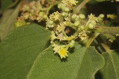 Colubrina yucatanensis