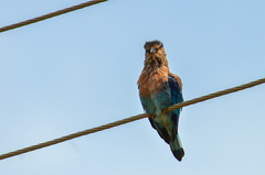 Coracias benghalensis