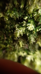 Plagiothecium nemorale