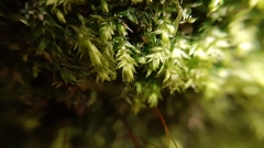 Plagiothecium nemorale