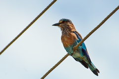 Coracias benghalensis