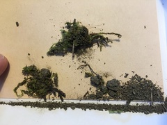 Rhynchostegium serrulatum