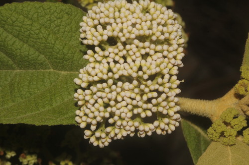 Callicarpa acuminata (Callicarpa acuminata)