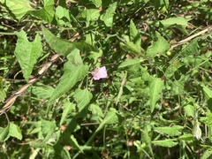 Convolvulus farinosus, photograph (c) Dave Richardson, some rights reserved (CC BY)