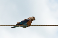 Coracias benghalensis