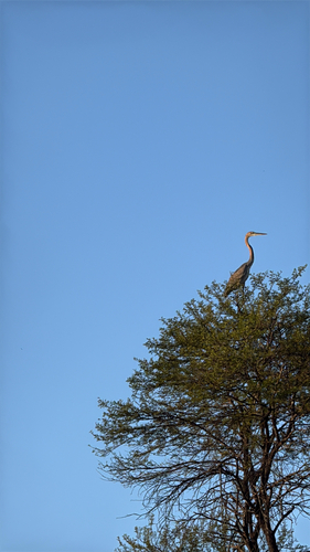 Purple Heron