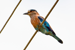 Coracias benghalensis