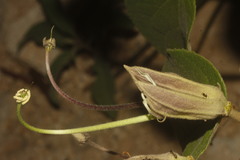 Helicteres baruensis