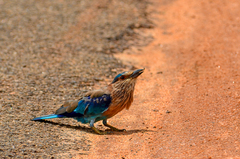 Coracias benghalensis