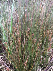 Juncus roemerianus