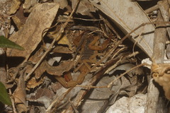 Centruroides ochraceus