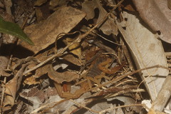 Centruroides ochraceus