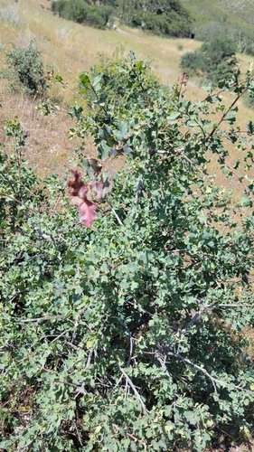iNaturalist observation photo of Dumosae