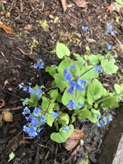 Brunnera macrophylla