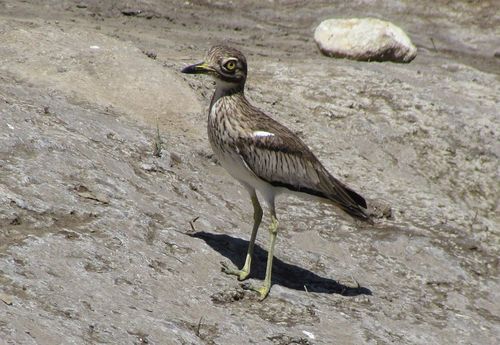 Senegal Thick-knee