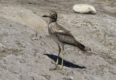 Burhinus senegalensis