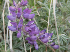 Lupinus albifrons collinus