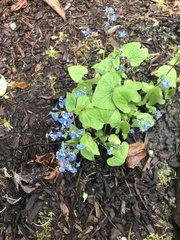 Brunnera macrophylla
