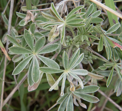 Lupinus albifrons collinus