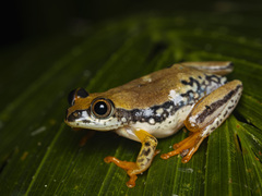 Three-Color Reed Frog photo 1