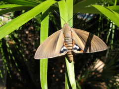 Paysandisia archon