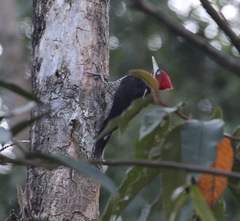 Campephilus robustus