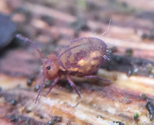 Dicyrtoma fusca