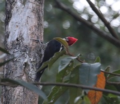 Campephilus robustus