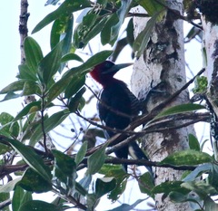 Campephilus robustus