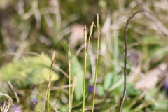 Carex alba