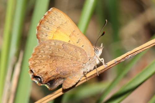 Bright Copper