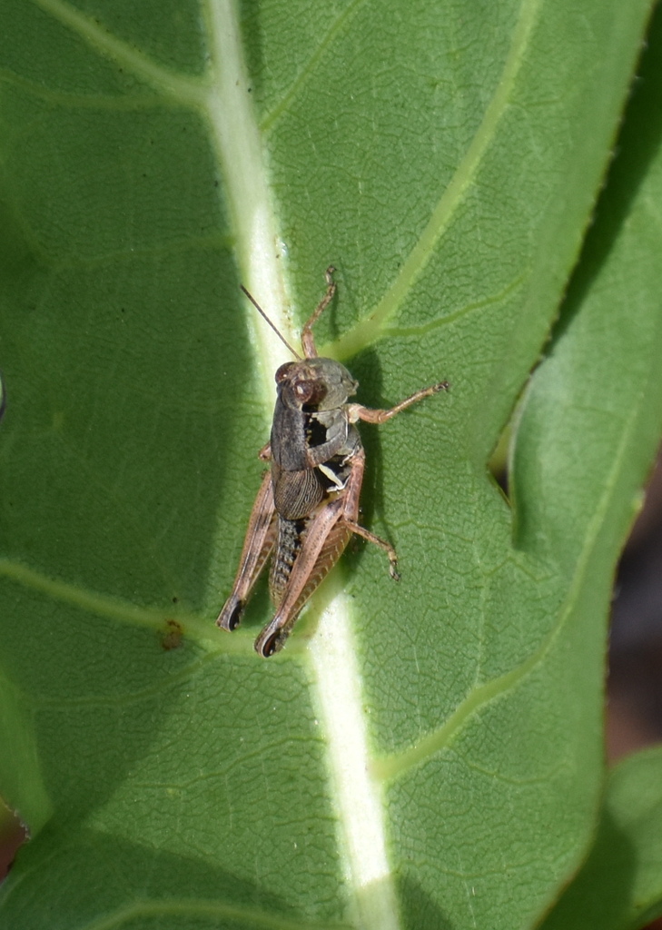 Melanoplus ingrami