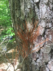 Pinus glabra