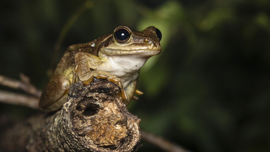 Morondava Bright-Eyed Frog