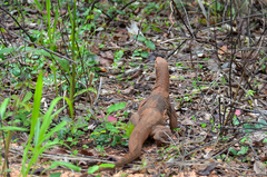 Varanus bengalensis