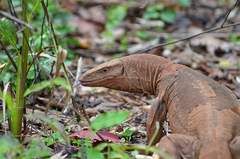 Varanus bengalensis