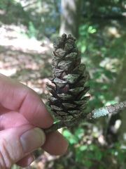 Pinus glabra